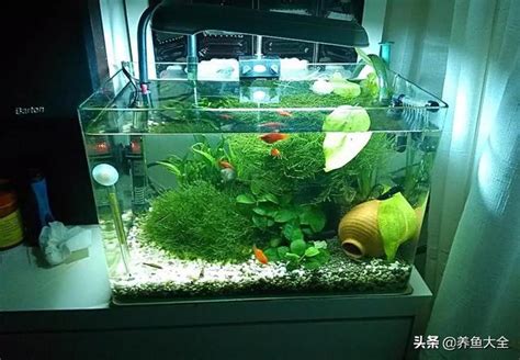 水族箱的魚|【小缸適合養什麼魚】小缸養什麼魚才合適？盤點 5 款適合小魚缸。